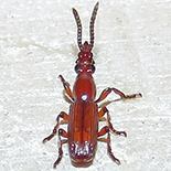 Amorphocephala species